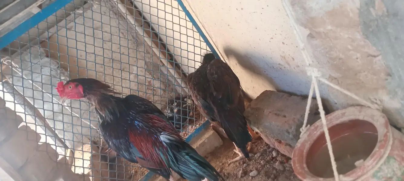 lakha aseel for sale — photo 4