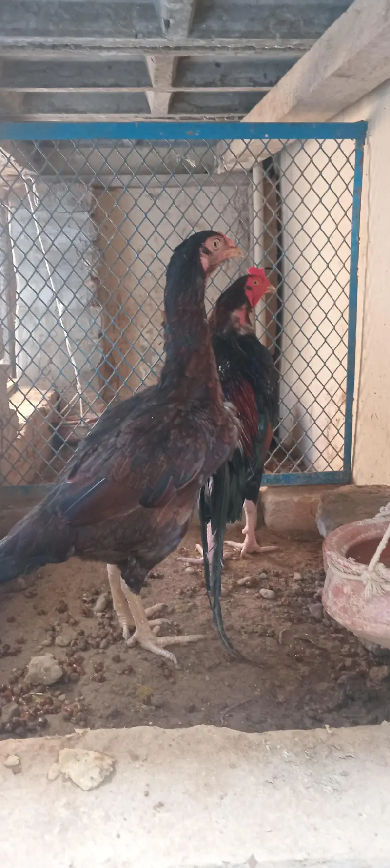 lakha aseel for sale — photo 5
