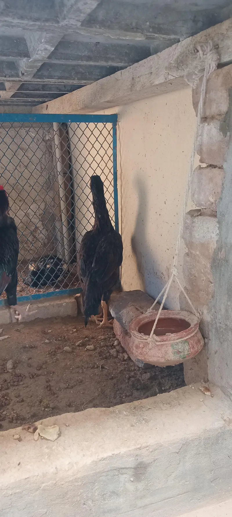 lakha aseel for sale — photo 6