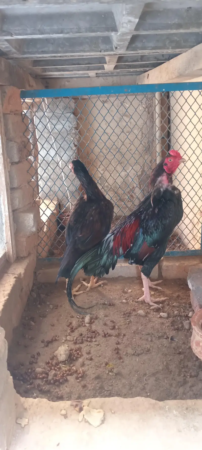 lakha aseel for sale — photo 8