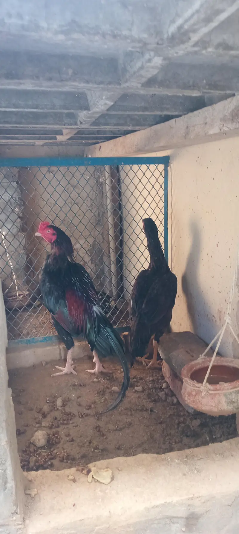 lakha aseel for sale — photo 9