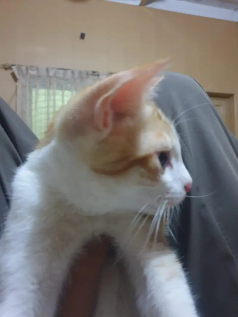 persian + russian mix — photo 2