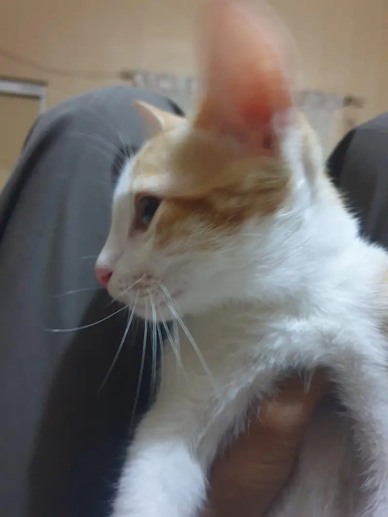 persian + russian mix — photo 3