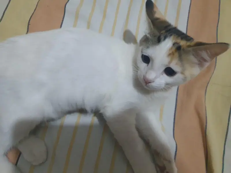 persian + russian mix — photo 5