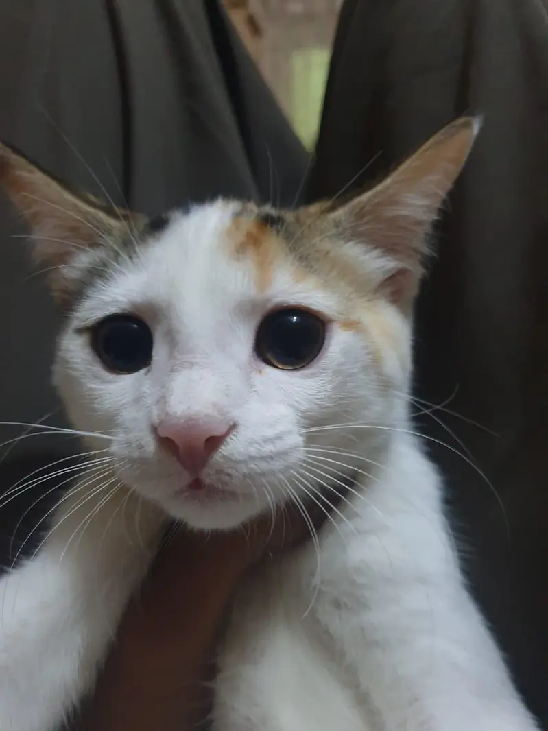 persian + russian mix — photo 6
