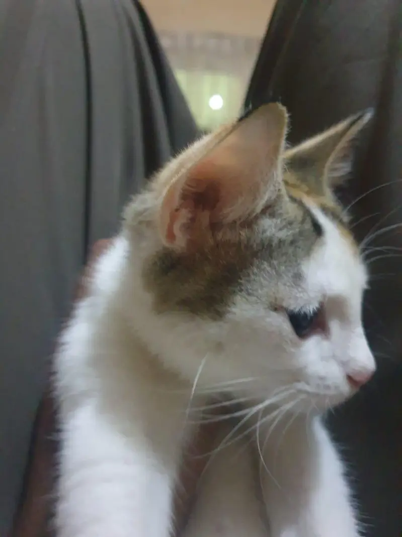 persian + russian mix — photo 7