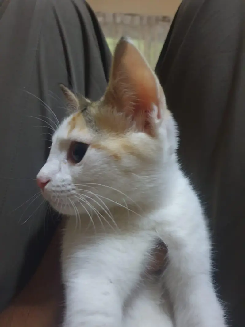 persian + russian mix — photo 8