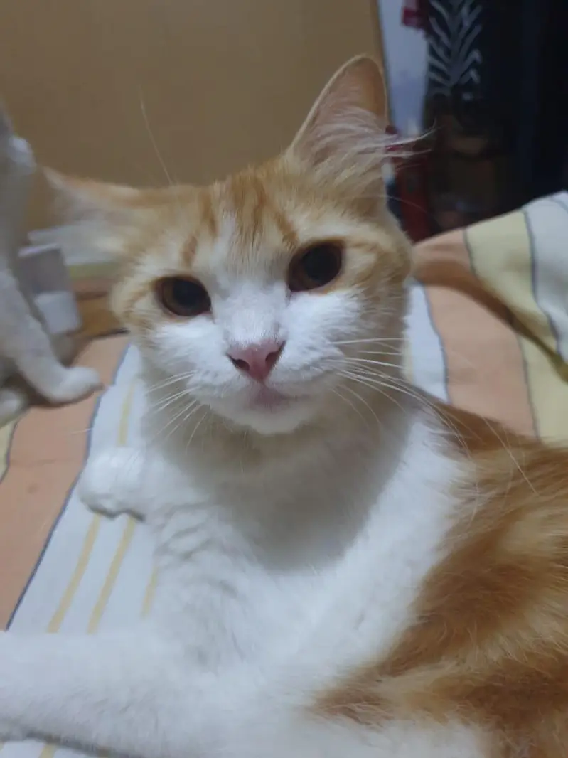 persian + russian mix — photo 9