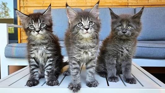Maine coons. British shorthair. Scottish fold. and all kittens etc