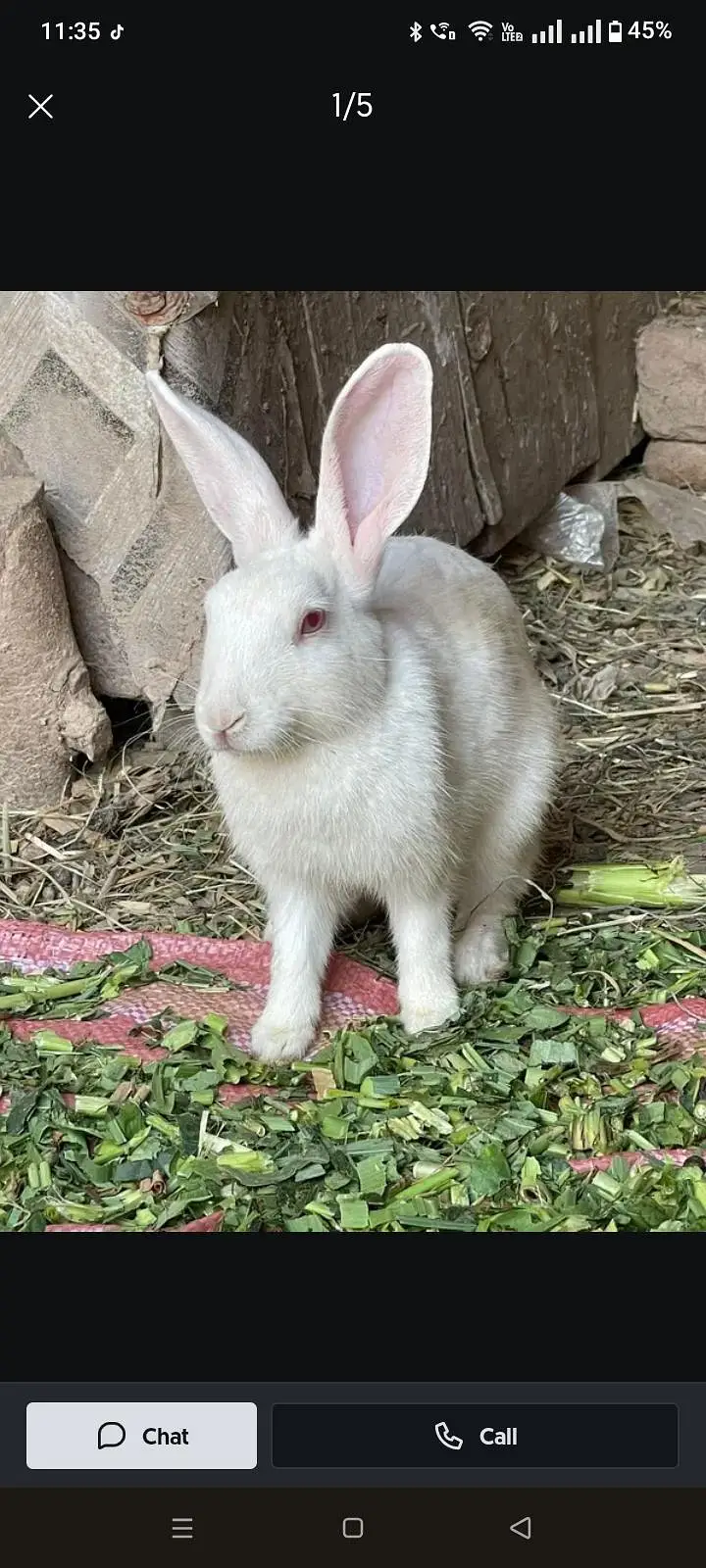 4 Red eye rabbit for sale and exchange aseel se