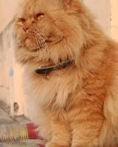 male cat for sale