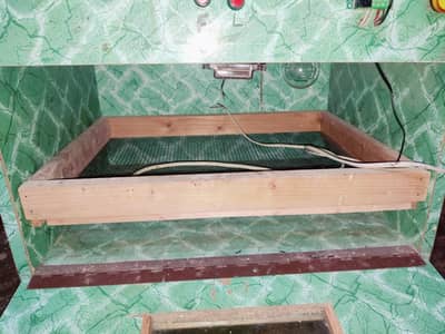 eggs incubation auto