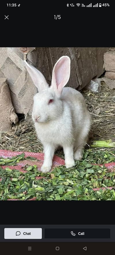 4 Red eye rabbit for sale and exchange aseel se