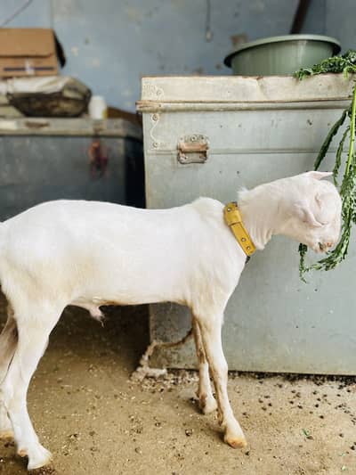 Goat ( pure gulabi teddy)