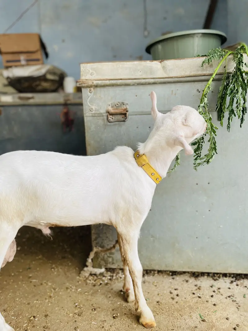 Goat ( pure gulabi teddy) — photo 3