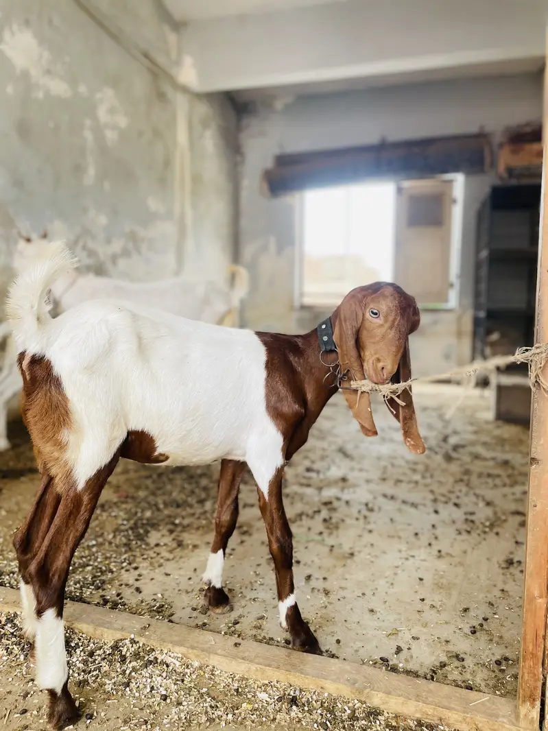 Goat ( pure gulabi teddy) — photo 4