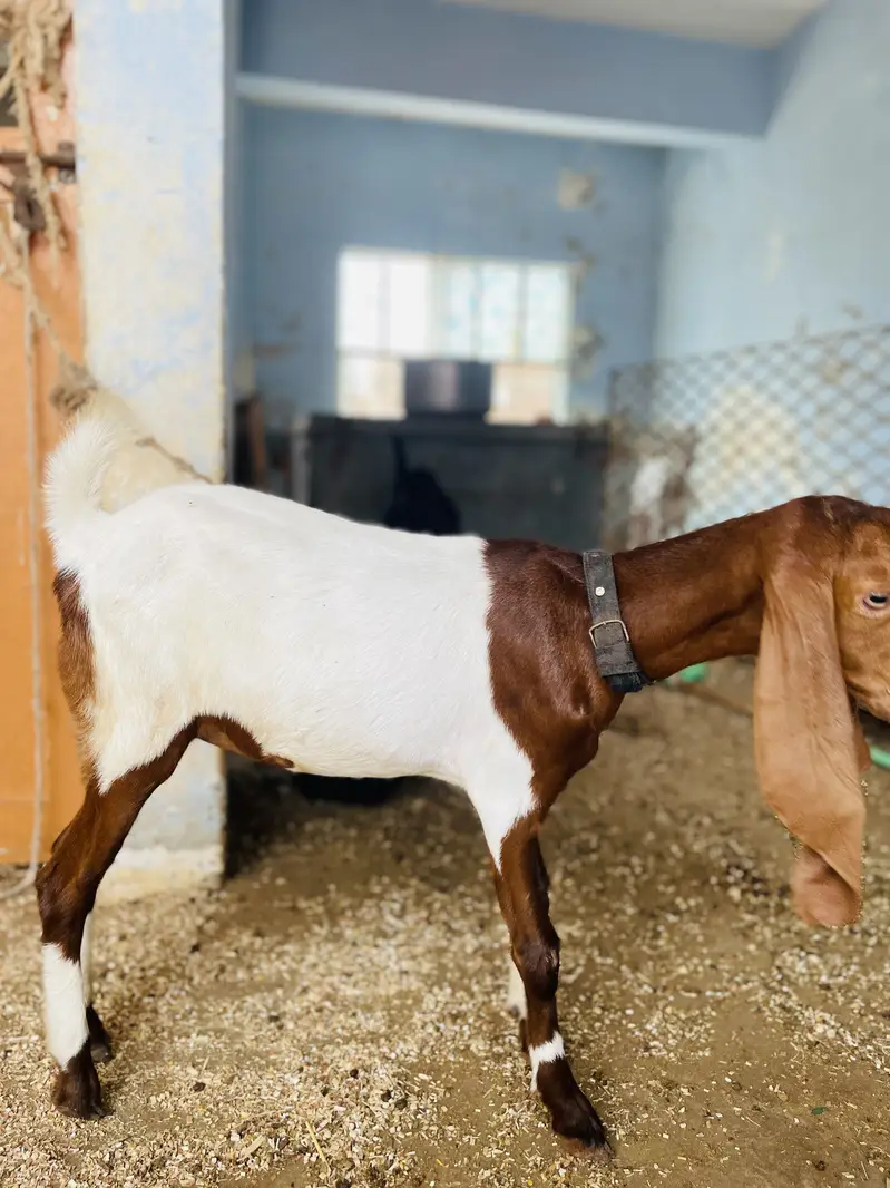 Goat ( pure gulabi teddy) — photo 6