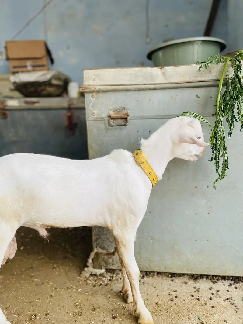 Goat ( pure gulabi teddy) — photo 7
