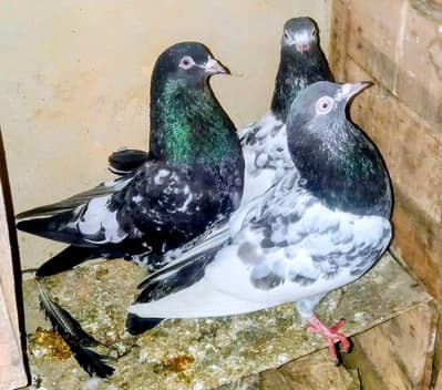 pair for sale 03006974399 call and watsap