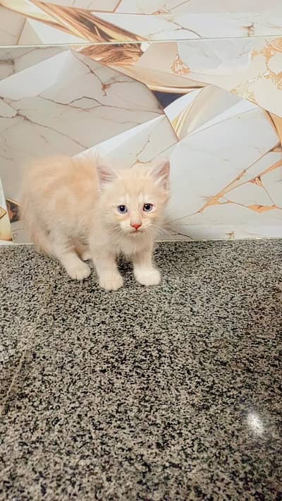 cat Persian cute couple 03054164209