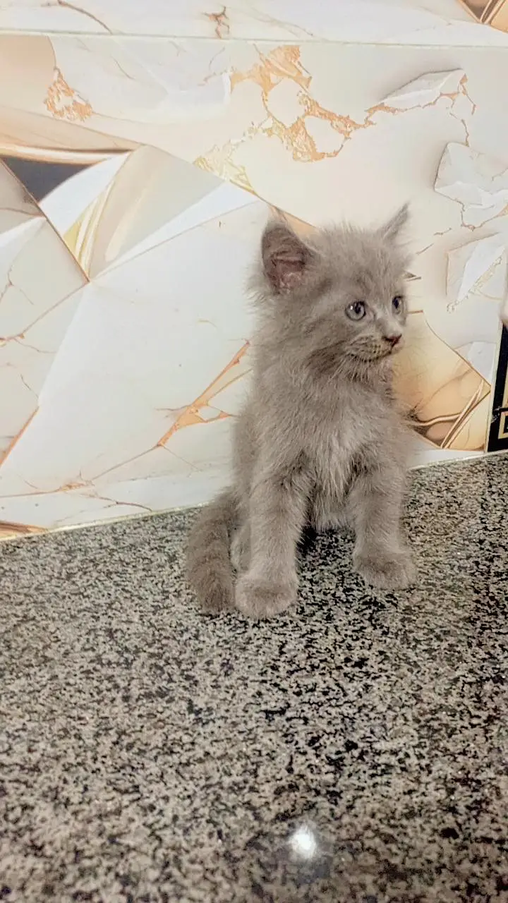 cat Persian cute couple 03054164209 — photo 2