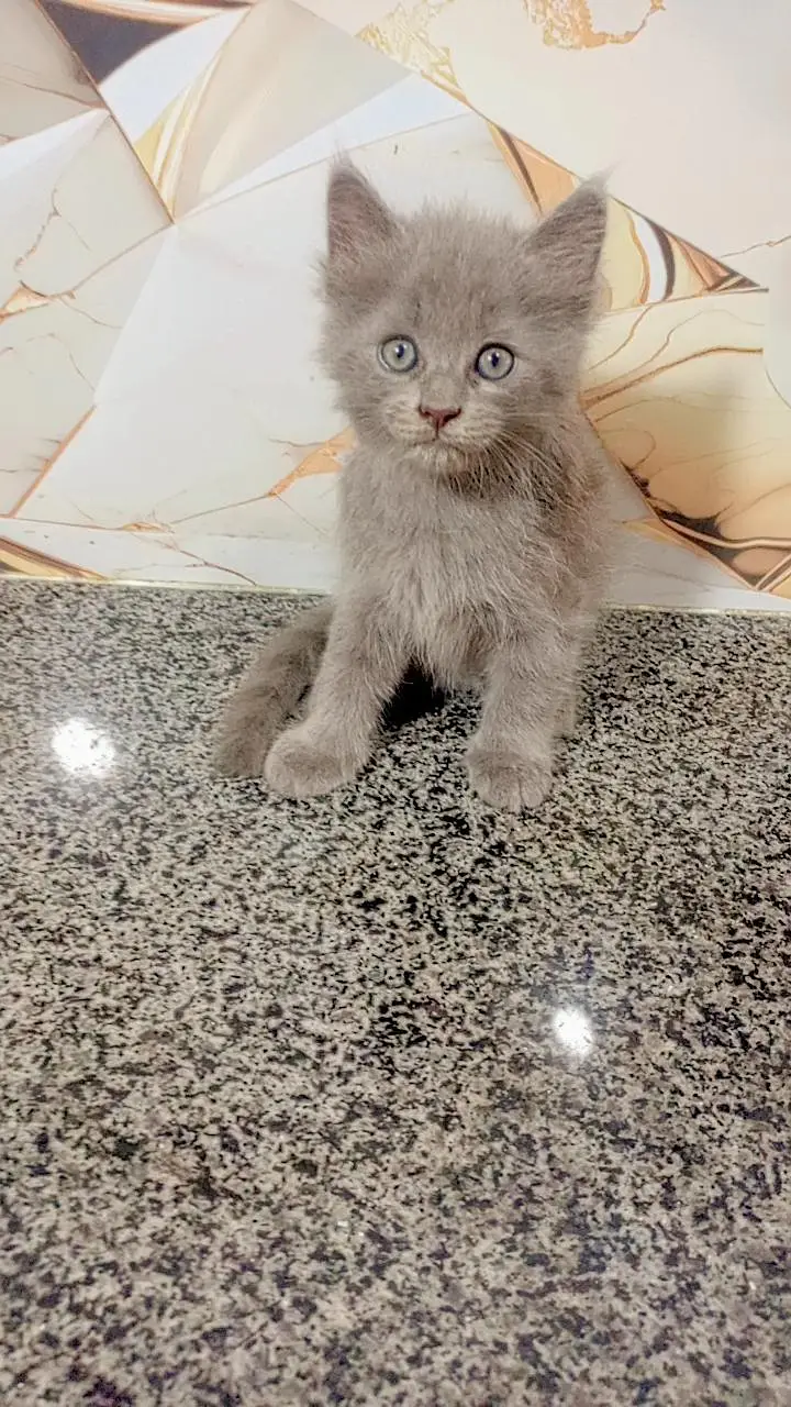 cat Persian cute couple 03054164209 — photo 3
