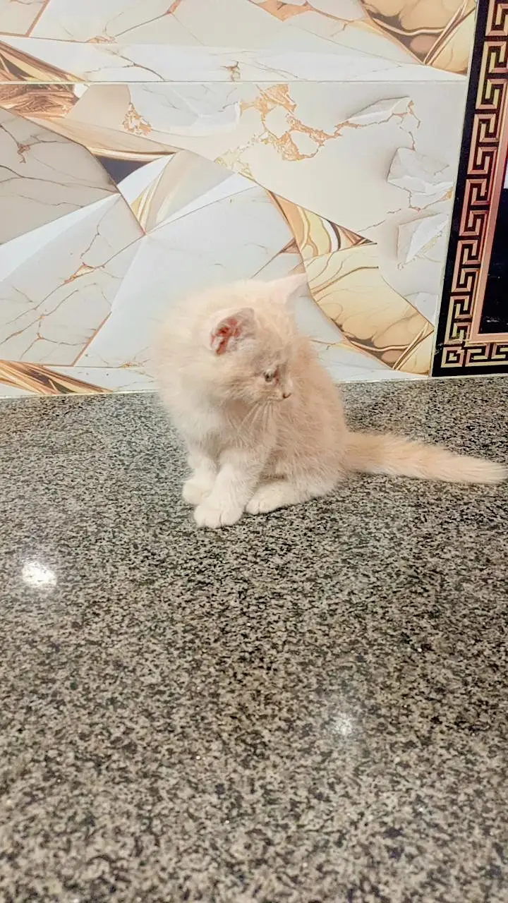 cat Persian cute couple 03054164209 — photo 4