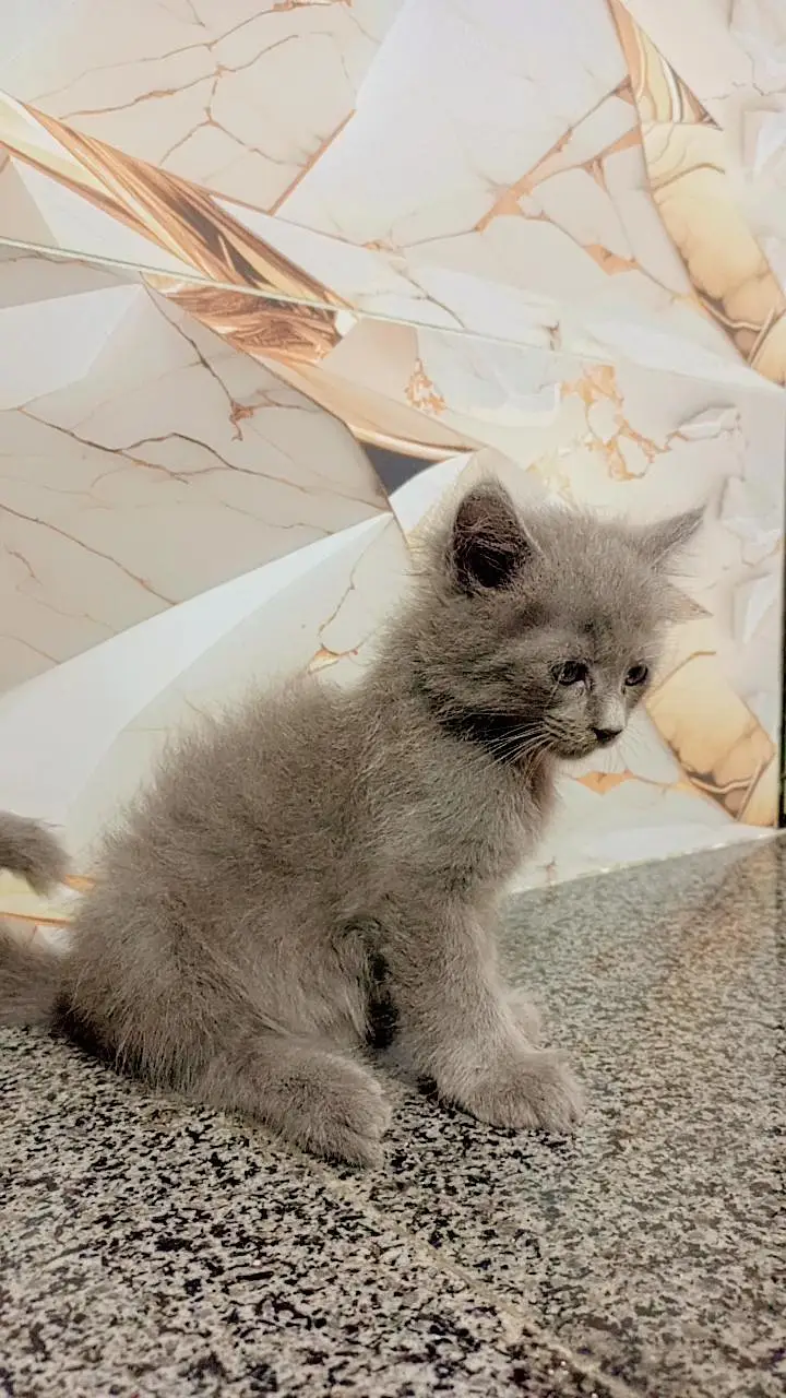 cat Persian cute couple 03054164209 — photo 5