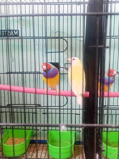 lady gouldian pairs