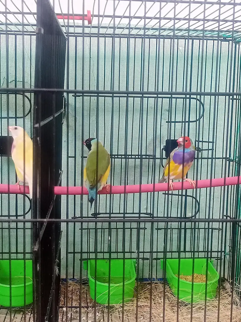 lady gouldian pairs — photo 2