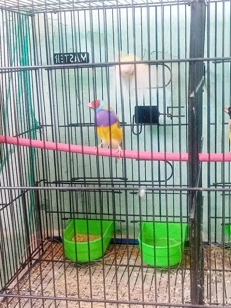 lady gouldian pairs — photo 3