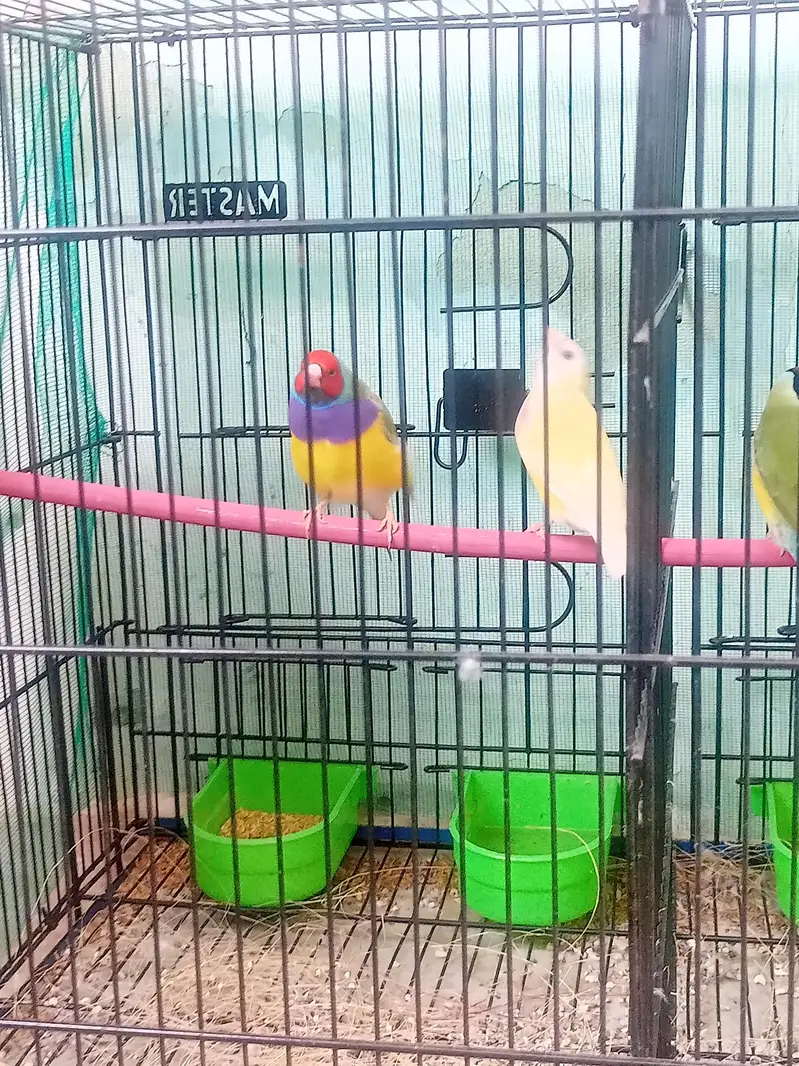 lady gouldian pairs — photo 4