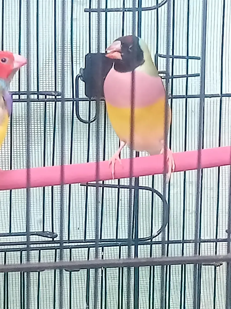 lady gouldian pairs — photo 5