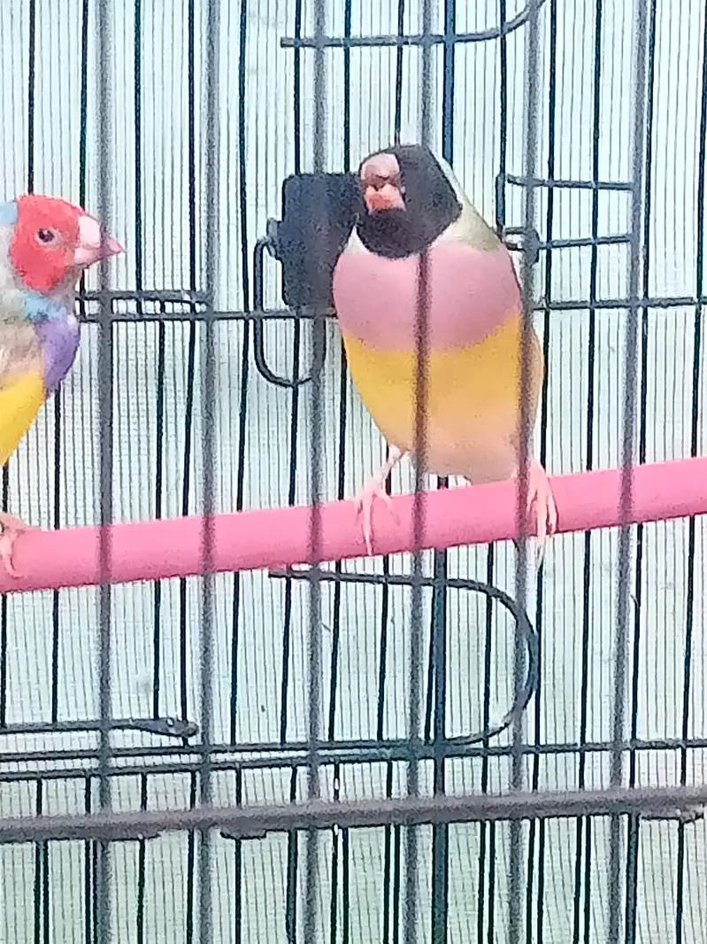 lady gouldian pairs — photo 6