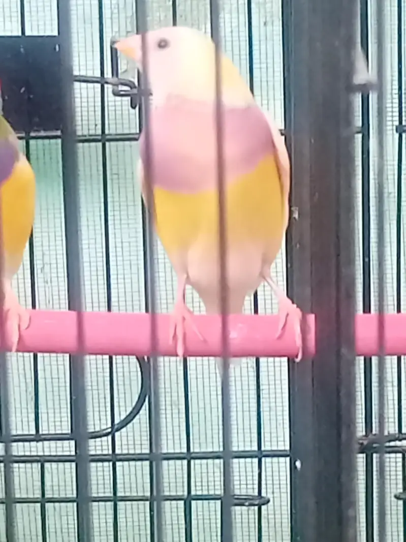 lady gouldian pairs — photo 7