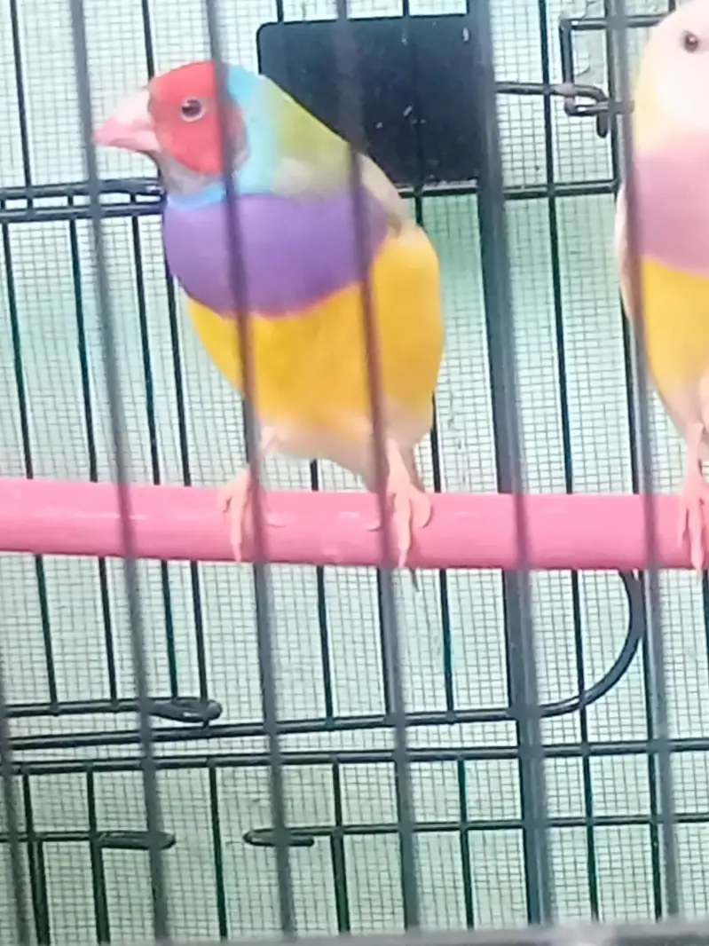 lady gouldian pairs — photo 8