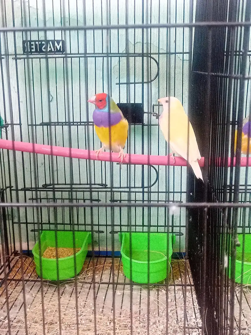 lady gouldian pairs — photo 9