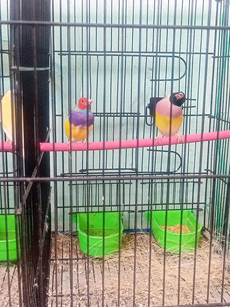 lady gouldian pairs — photo 10