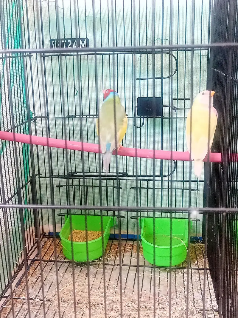 lady gouldian pairs — photo 11