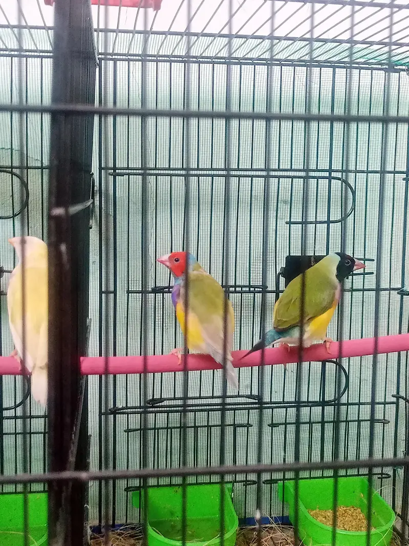 lady gouldian pairs — photo 12