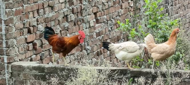 Hens for sale