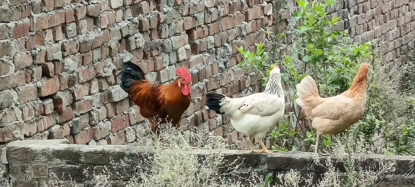 Hens for sale — photo 3