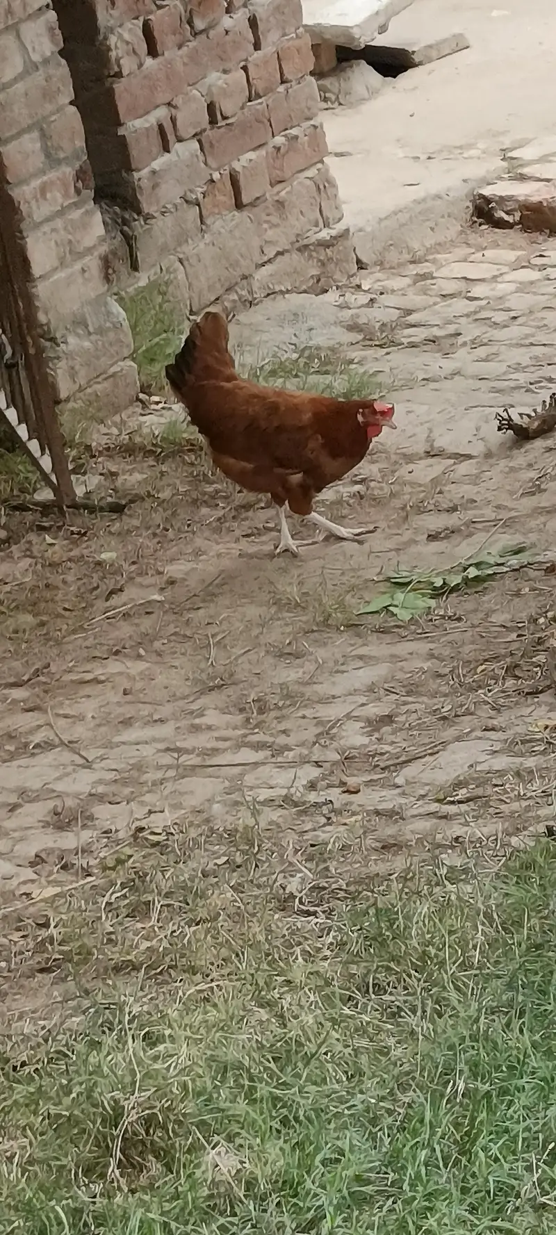 Hens for sale — photo 4
