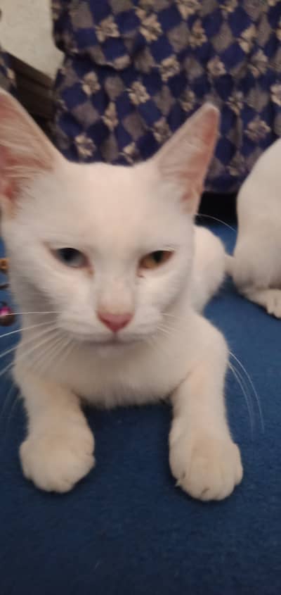 Bht pyari h 2 color eyes 