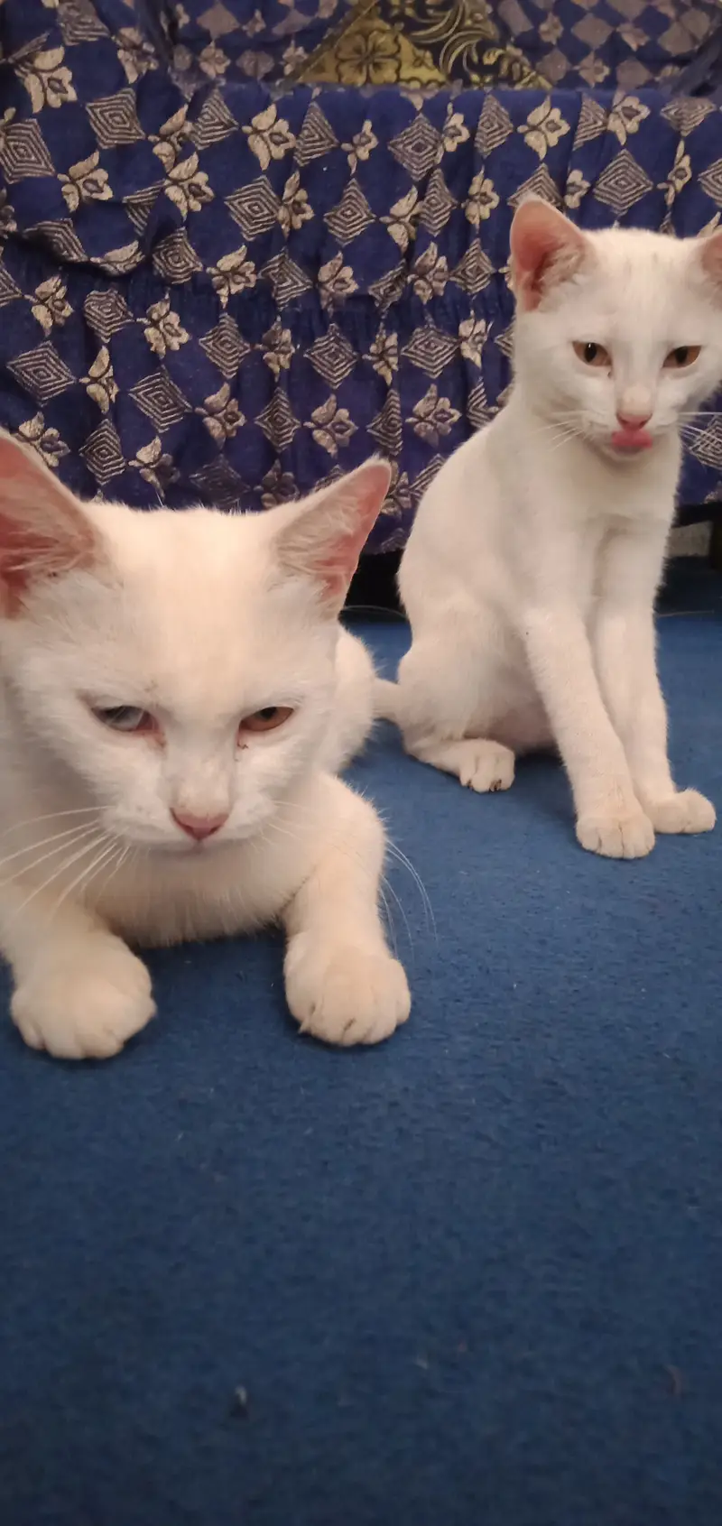 Bht pyari h 2 color eyes  — photo 2