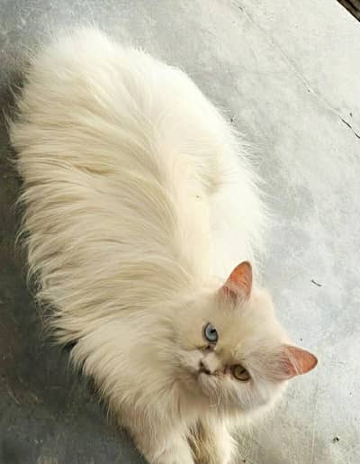 Persian Breeder female
