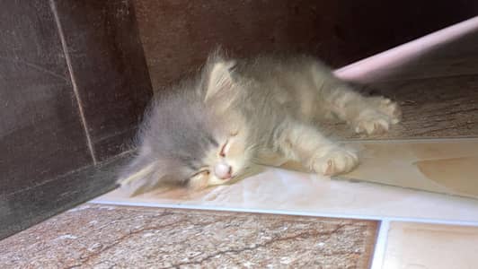 Persian female kitten