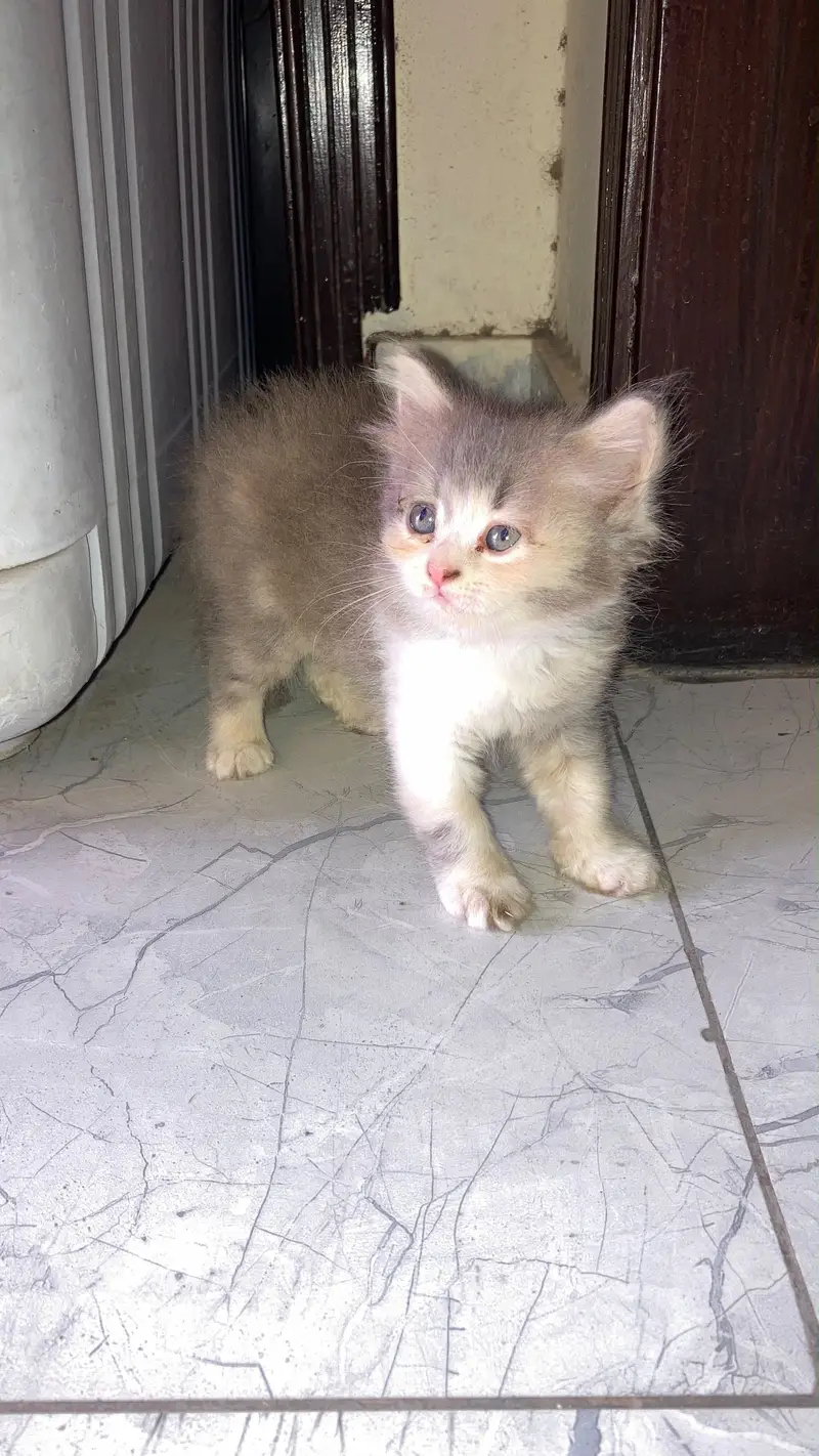 Persian female kitten — photo 2