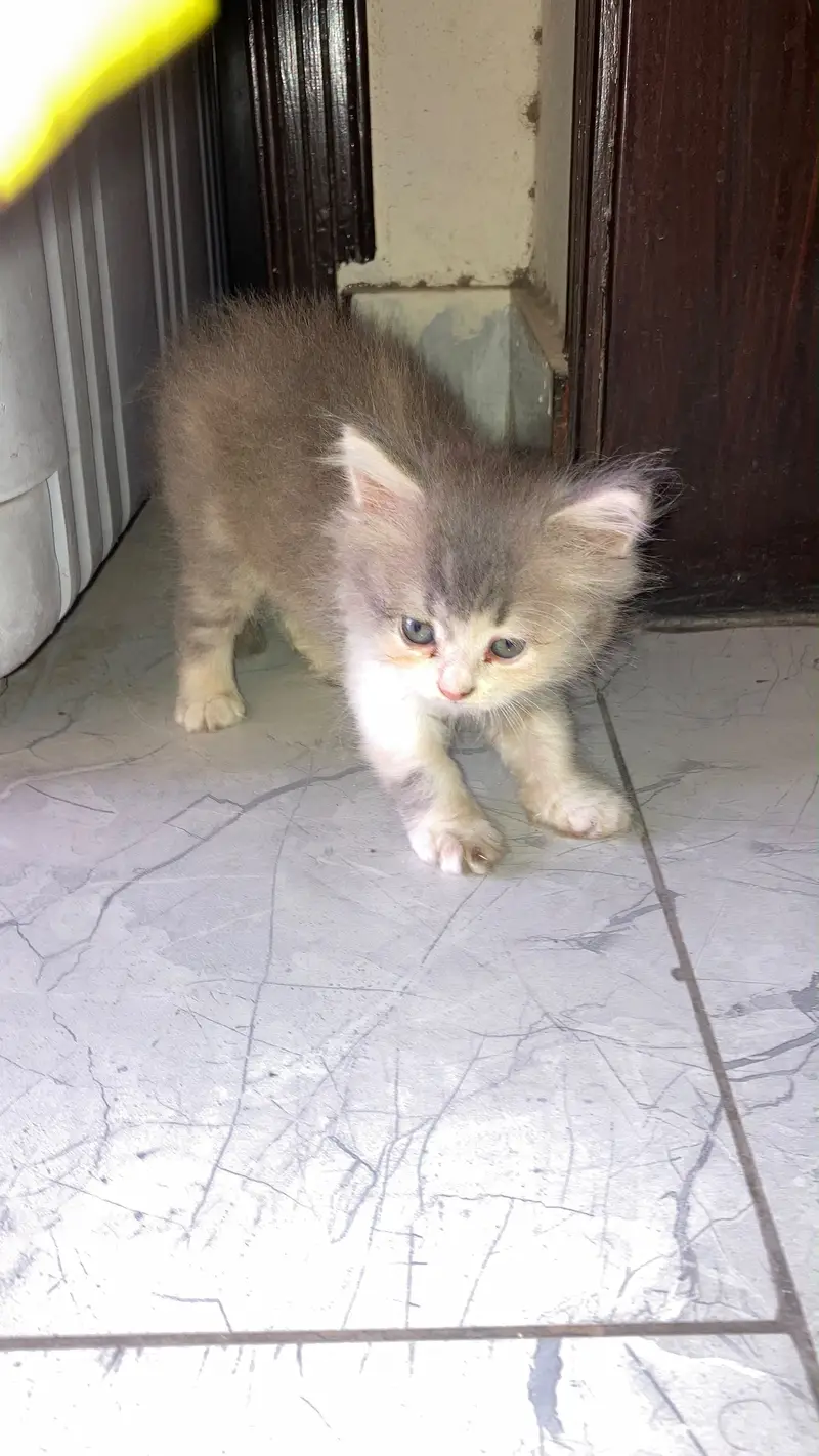 Persian female kitten — photo 3