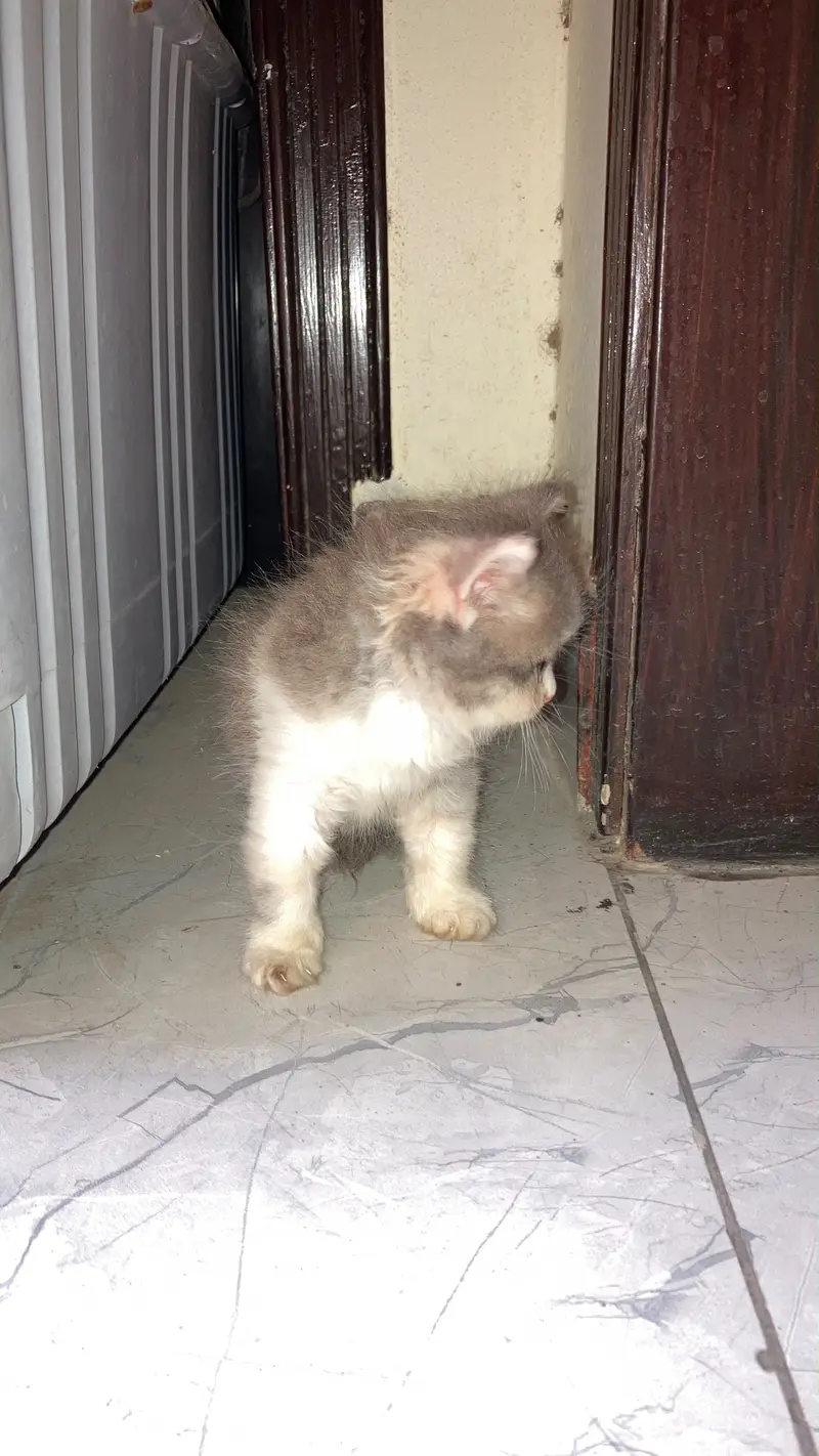 Persian female kitten — photo 4